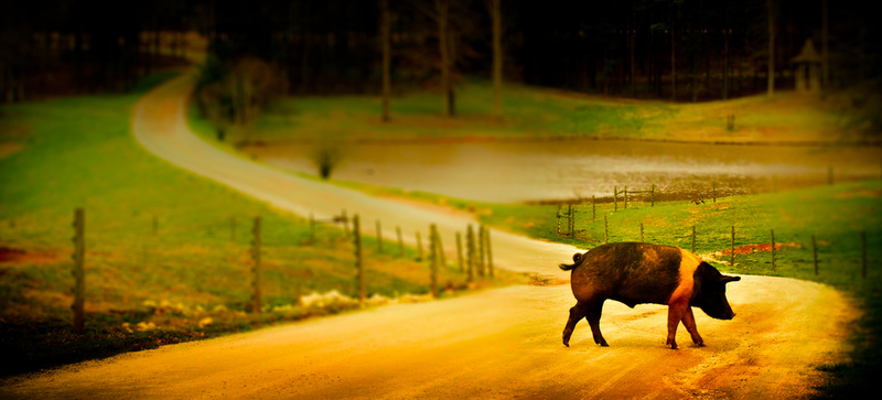 Illustration for article titled The Science of Building the Perfect Pig